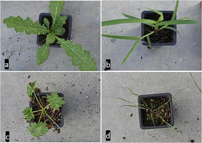 Identification of Weeds Based on Hyperspectral Imaging and Machine Learning